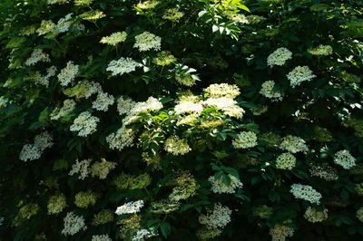 High angle view of flowering plant