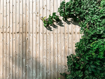 Green plant on the wooden background. outdoor