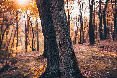 Trees in forest during autumn