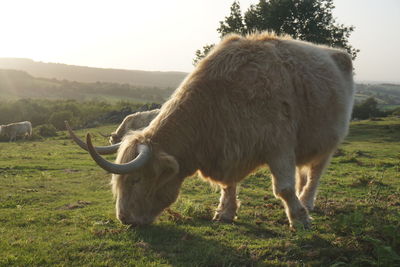 Horse grazing in a field