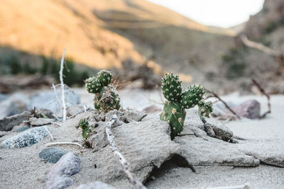 Close-up of plants growing on rock