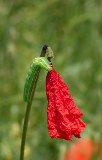 Close-up of insect on red flower