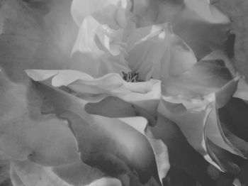 Full frame shot of flower in sea