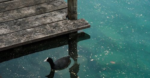 High angle view of duck swimming on lake