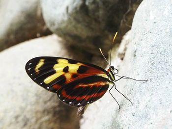 Close-up of butterfly perching on leaf