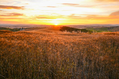 Scenic view of field against sky during sunset