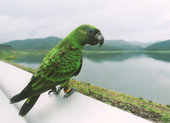 Close-up of bird perching on a plant against sky