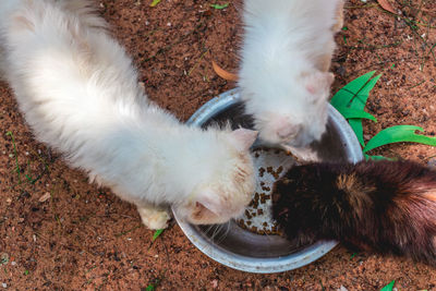 High angle view of cat lying on field