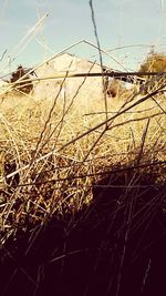 Close-up of horse on grass