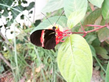 Close-up of butterfly on plant