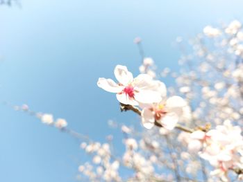 Low angle view of apple blossoms in spring