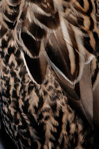 Full frame shot of peacock