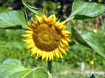 Close-up of sunflower on plant