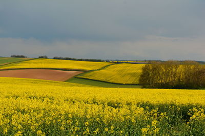 Scenic view of oilseed rape field against sky