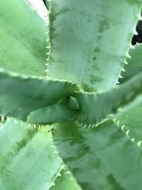 Close-up of cactus