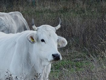 Cow in a field