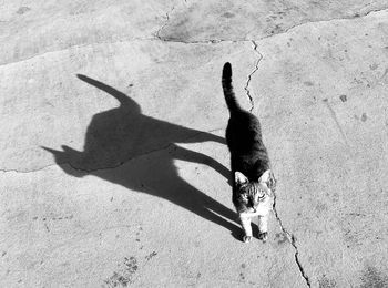 Cat on driveway with large cat shaped shadow in black and white 