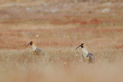 View of birds perching on land