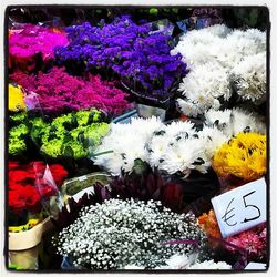 Colorful flowers blooming in park