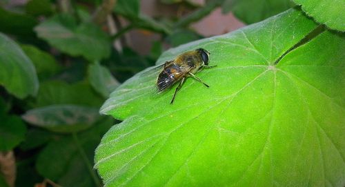 Close-up of housefly on leaf