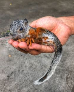 A baby squirrel held in a hand 