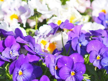 Close-up of purple flowering plants