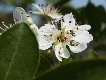 Close-up of white flowering plant