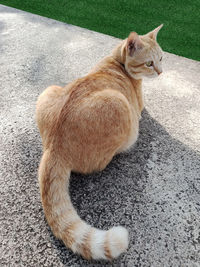 High angle view of cat sitting on road