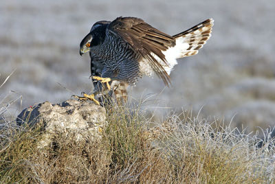 Close-up of a bird flying