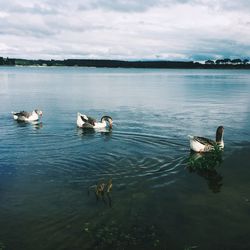 Birds in lake