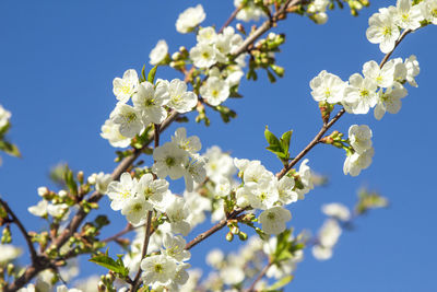 Close-up of cherry blossoms against blue sky