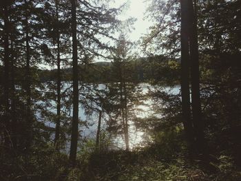 Trees in forest