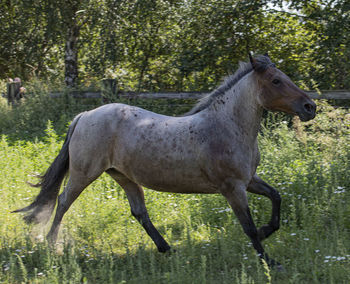 Side view of horse standing on land