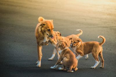 View of two dogs on road