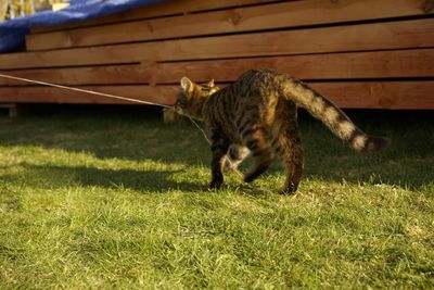 Cat in a field