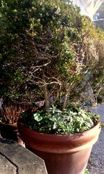 Potted plants in backyard