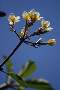 Low angle view of flowers blooming against blue sky