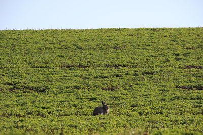 Scenic view of a field