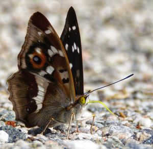 Close-up of butterfly