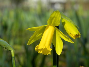 Close-up of yellow flower