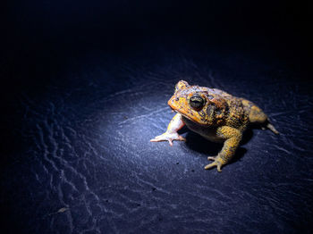 Close-up of frog