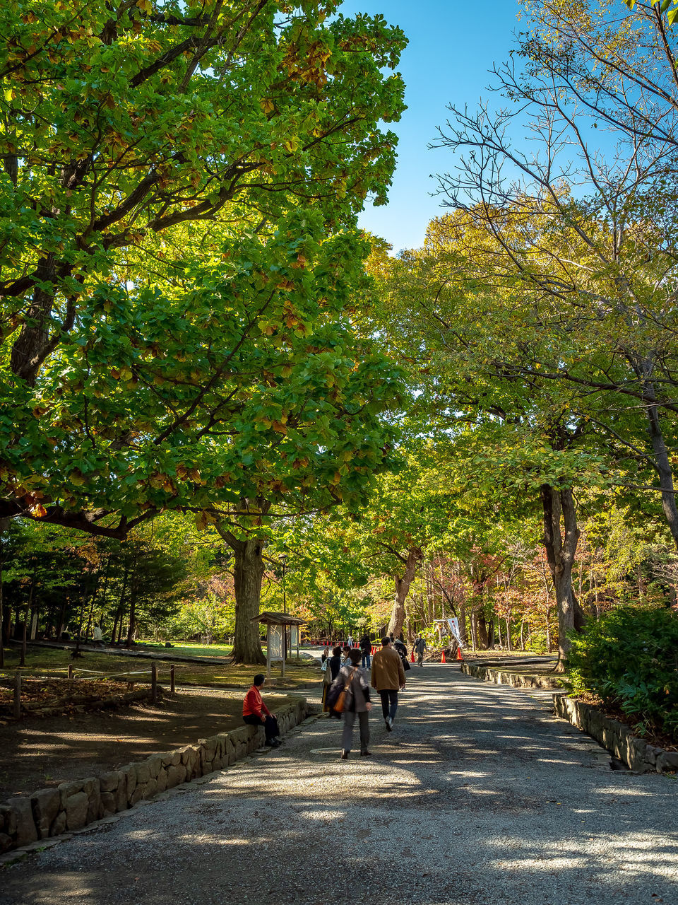 PEOPLE WALKING ON ROAD BY TREES