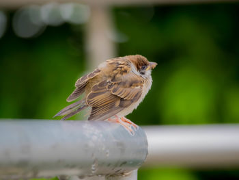 Close-up of bird perching on railing