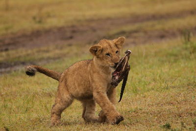 Portrait of lion on field