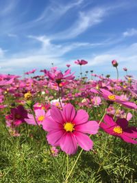 Close-up of pink cosmos flowers on field