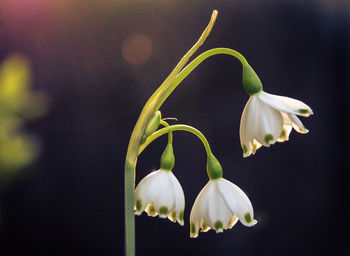 Close-up of white flowering plant