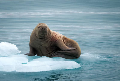 Juvinile arctic walrus