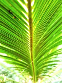 Close-up of palm tree leaves