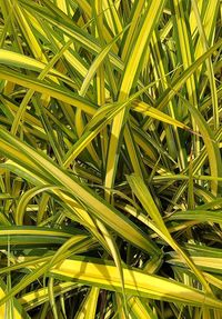 Full frame shot of fresh green plants