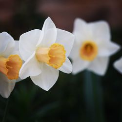 Close-up of yellow daffodil flower